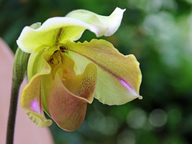 Orchids Forever Show Opens Today at Cleveland Botanical Garden