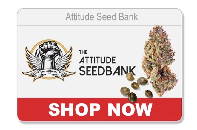 Seed Banks that Ship to USA: Busted for Ordering Seeds 2021 (Best Online Seed Bank)