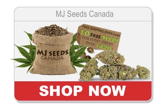 Seed Banks that Ship to USA: Busted for Ordering Seeds 2021 (Best Online Seed Bank)