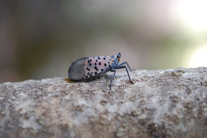 Spotted lanternflies have been reported in Ohio, Indiana, Pennsylvania and several other states near the East Coast. - (OHIO DEPT. OF AGRICULTURE)
