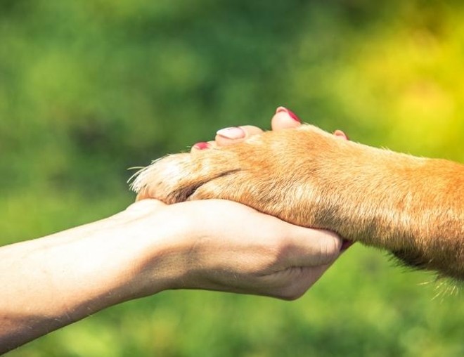 Best Emotional Support Animal Letter Services 2022