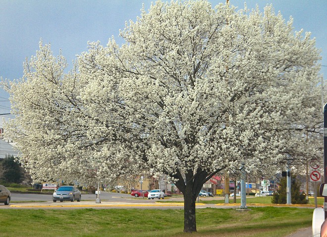 Semen tree season is upon us - pulaw/FlickrCC