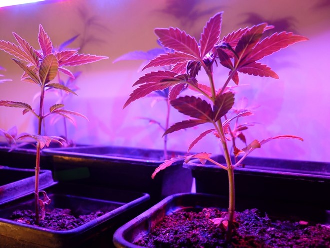 How to Pick the Right Seed Bank for Autoflower Seeds in 2022
