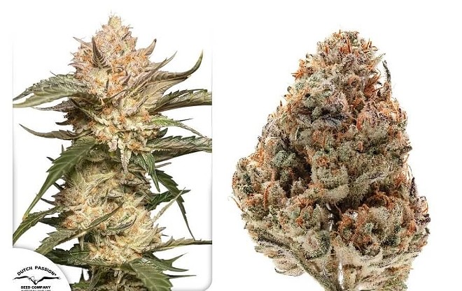 Best Indica Seed Strains: Get Top Indica Strains From the Best Seed Banks