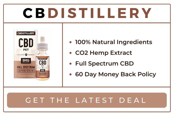 CBD for Dogs in 2022: Top 5 CBD Brands to Buy Hemp Oil for Dogs This Fourth of July