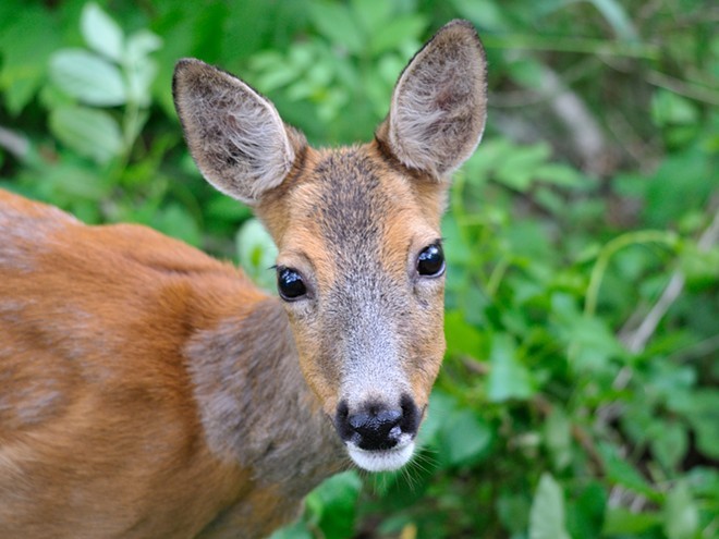 Cute and deadly, Ohio deer are in mating season and causing a problem for motorists. - thriol / Flickr