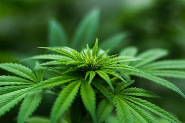 Marijuana Business Owners Line Up Against Ohio Senate’s Proposed Medical Cannabis Overhaul