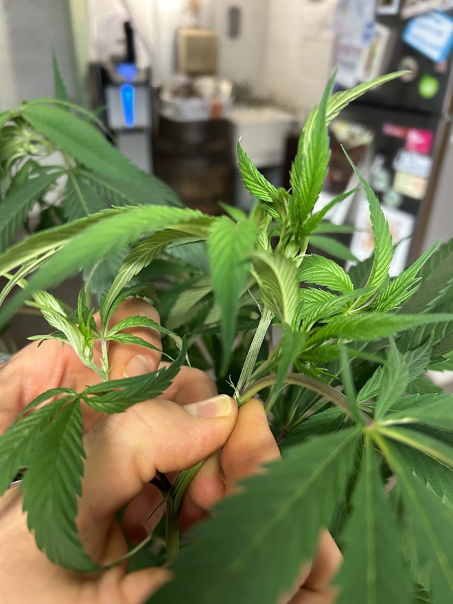 Max shows the small stigma forming at the node of a cannabis plant. This shows that the plant is female. - Photo by Eric Sandy