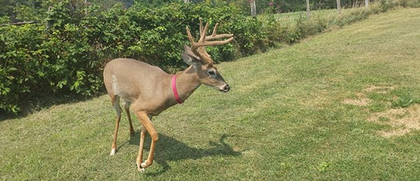 State Threatens Ohio Woman with Removal of Pet Deer