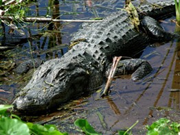 Alligator Uncovered in Cleveland Home, Owner Arrested