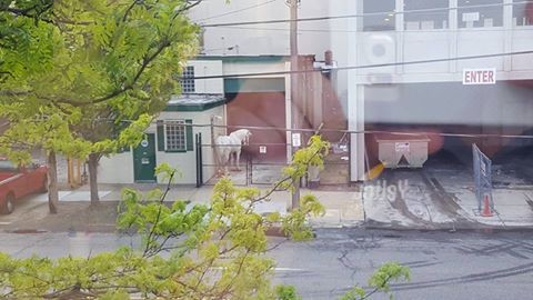 Viral Photo Shines Light on Carriage Horse Industry in Cleveland