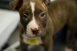 Cleveland APL Reduces Pet Adoption Costs Until Saturday After Reaching Critical Level
