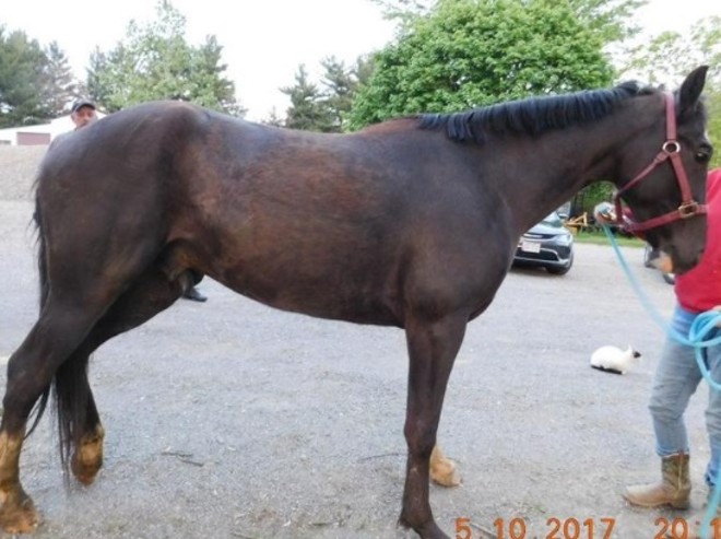 Malnourished Horses Rescued From Defunct Gaming Parlor in Canton, Intoxicated Owner Charged (2)