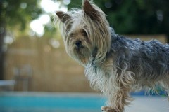 Your typical Yorkie (not the victim described herein). - SHAY SOWDEN / CREATIVE COMMONS