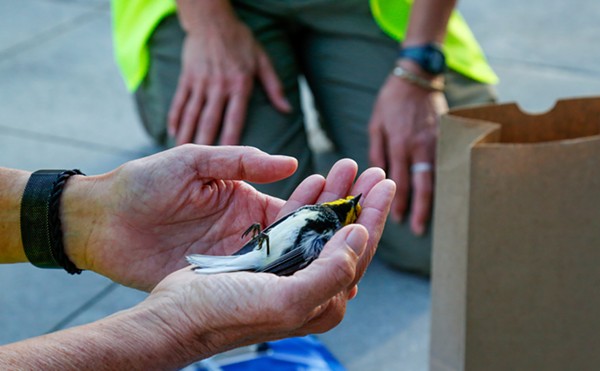 Michelle Manzo, of Lights Out, holds a small black-throated green warbler that hit the side of the Rocket Mortgage FieldHouse. Manzo is a regular bird patroller for the organization.