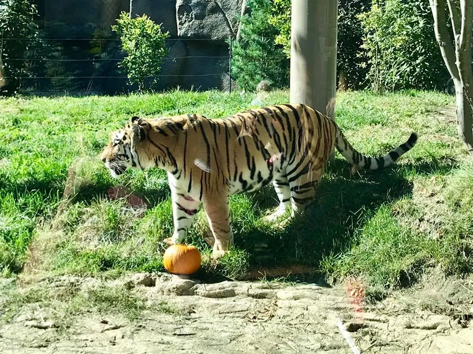These Photos of Cleveland Metroparks Zoo Animals Eating Pumpkins are