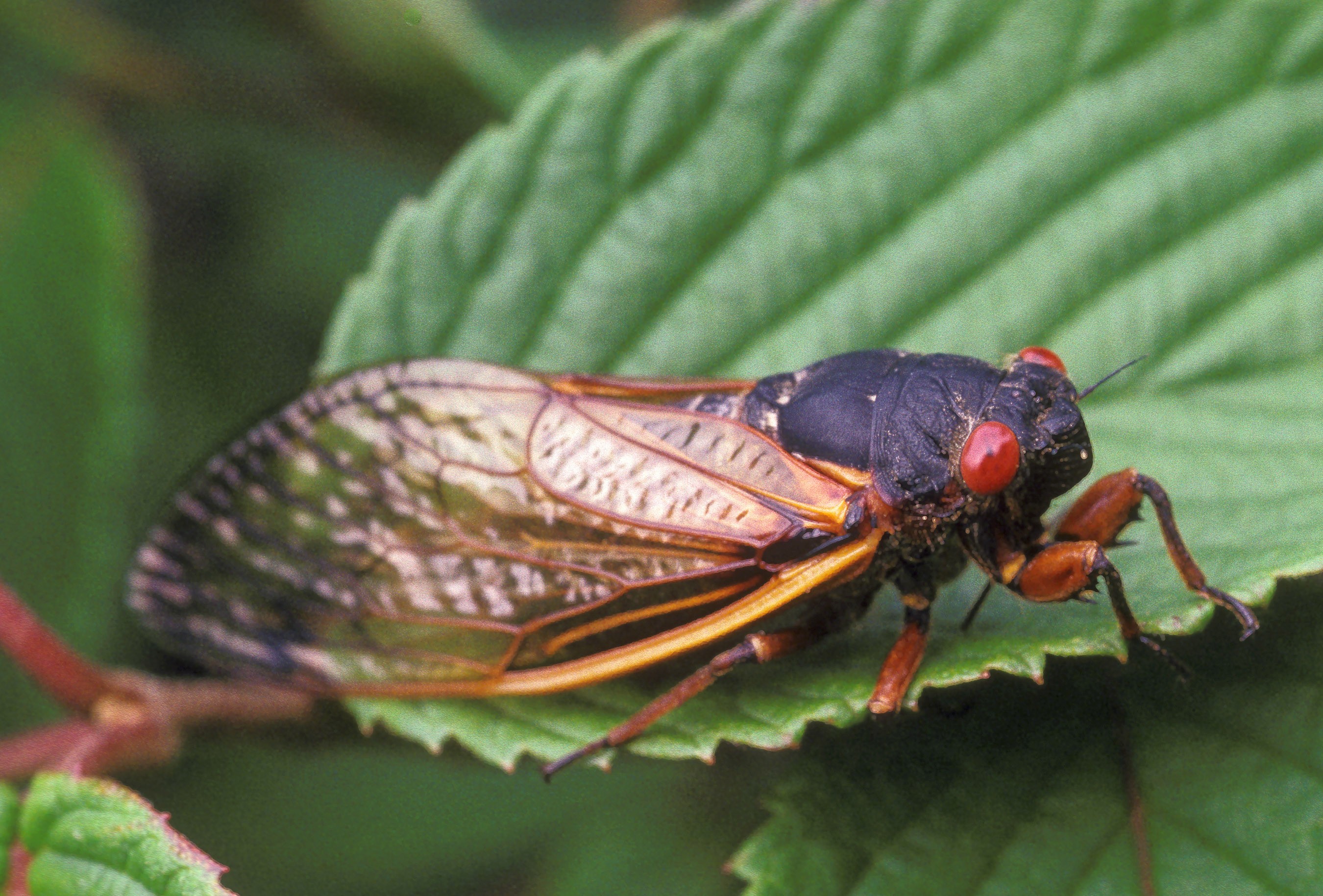 A Huge Cicada Swarm is About to Emerge in Northeast Ohio, And You Can