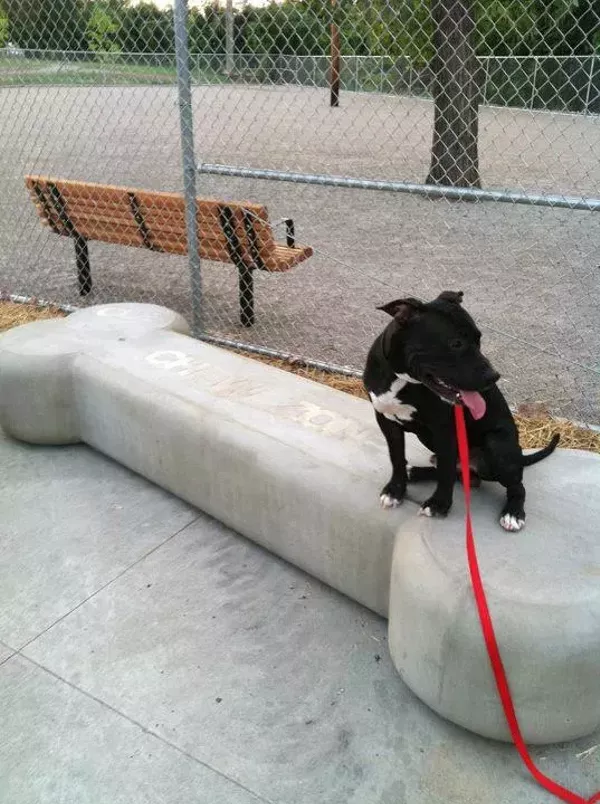 A Guide to Northeast Ohio's Best Dog Parks Cleveland Cleveland Scene