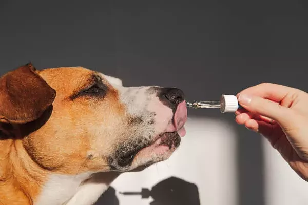 CBD Oil for Dogs for Anxiety In 2022: Buy CBD Oil from Top CBD Stores - Vimarsana News