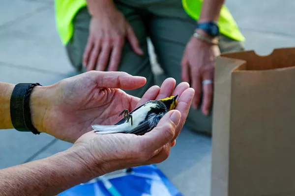 Downtown Cleveland Sees the Most Bird-Building Collisions In Ohio. This Group Wants to Eliminate Them - Vimarsana News