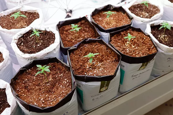 Passing Issue 2 Doesn't Come With Automatic Expungement for Marijuana Offenses | Ohio News | Cleveland - Vimarsana News