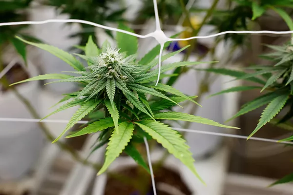 Ohioans Vote to Legalize Recreational Marijuana by Passing Issue 2 - Vimarsana News