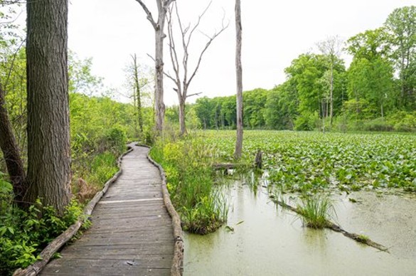 "This gem is so close to Squire's Castle in North Chagrin Reservation that it sometimes gets forgotten, but its serene trails make it worth exploring. This peaceful trail overlooks a marsh with elevated boardwalks that take you up and over the action of this thriving ecosystem. Visitors can more easily enjoy views of wildlife like herons fishing for lunch without the bustle of a busier trail."