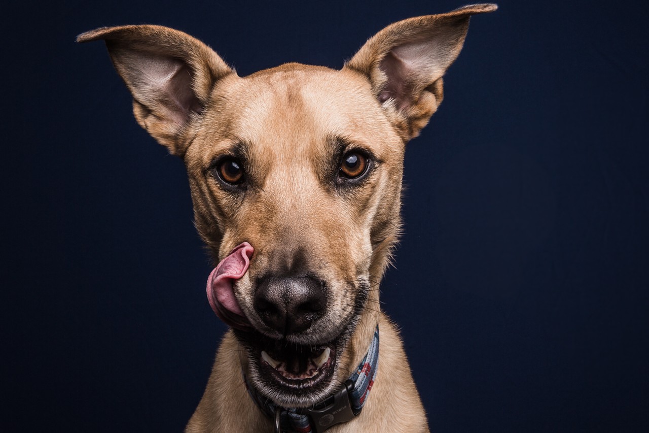 9 Cleveland Dogs Totally Loving Peanut Butter