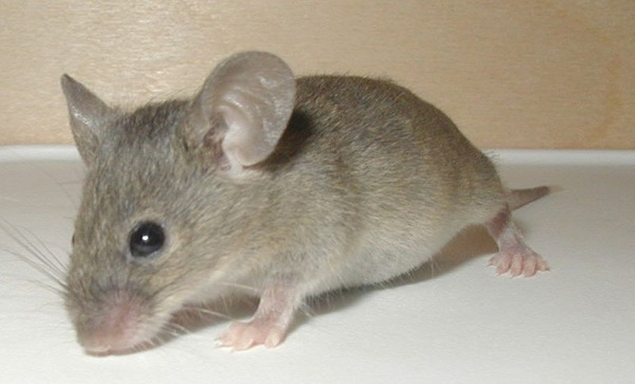 1. Cleveland: It's illegal to catch mice without a hunting license. (Photo via Wiki)