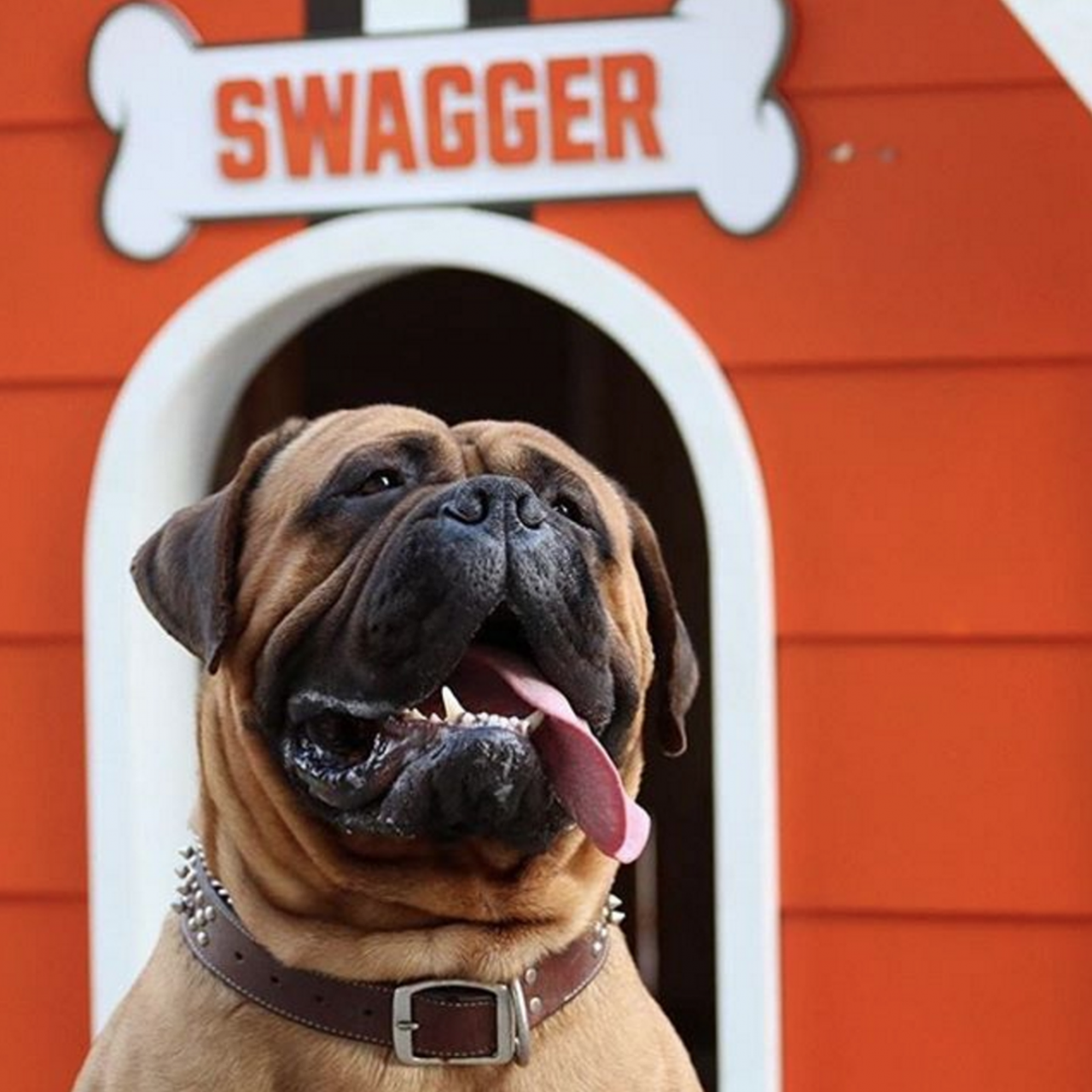 Dogs of Cleveland
This account features pups from all around the Cleveland area that Instagrammers shared with #dogsofcle. (Photo via @dogsofcle)