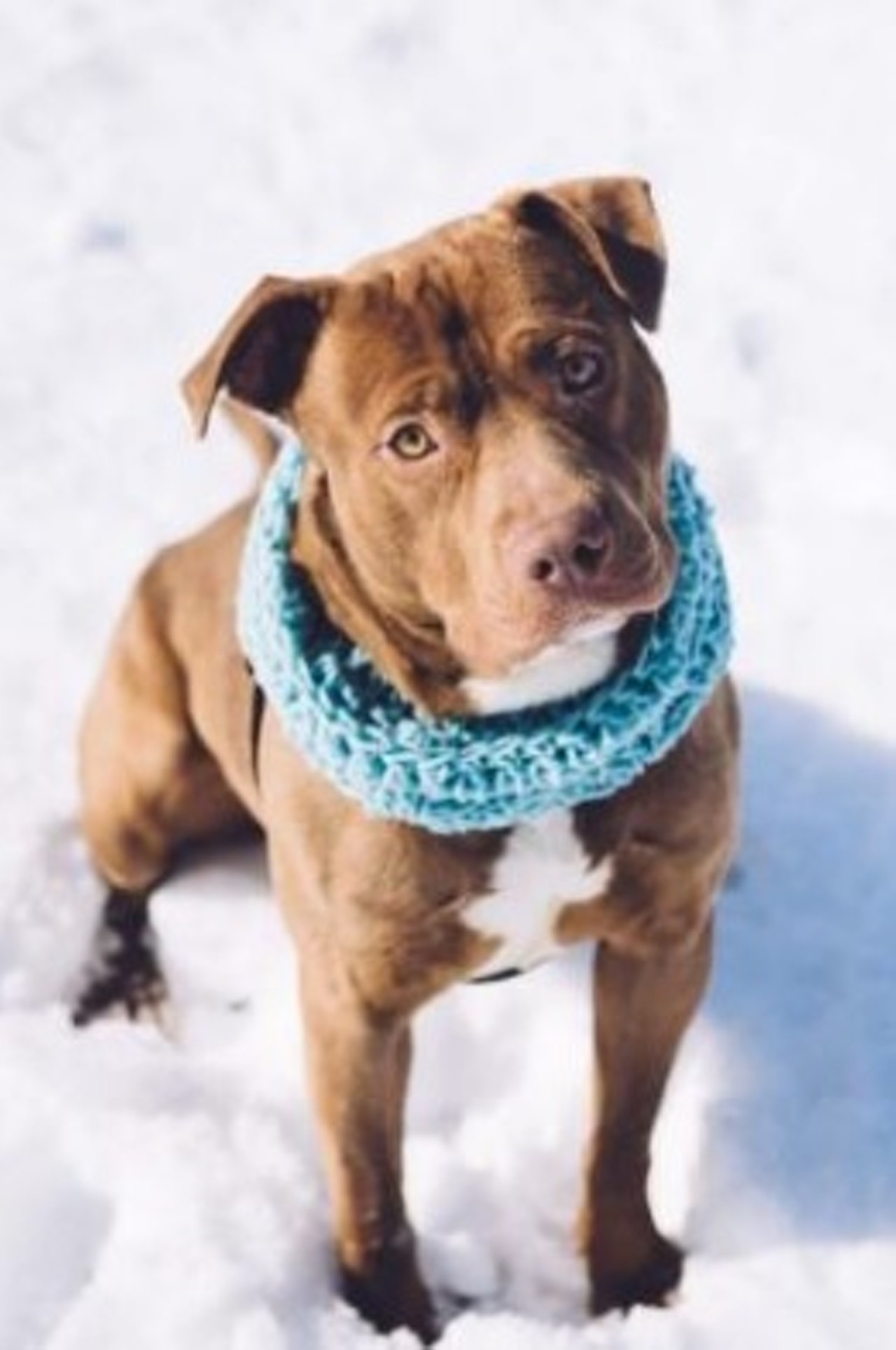  Delmont
1-year-old, Terrier/American Pit Bull mix