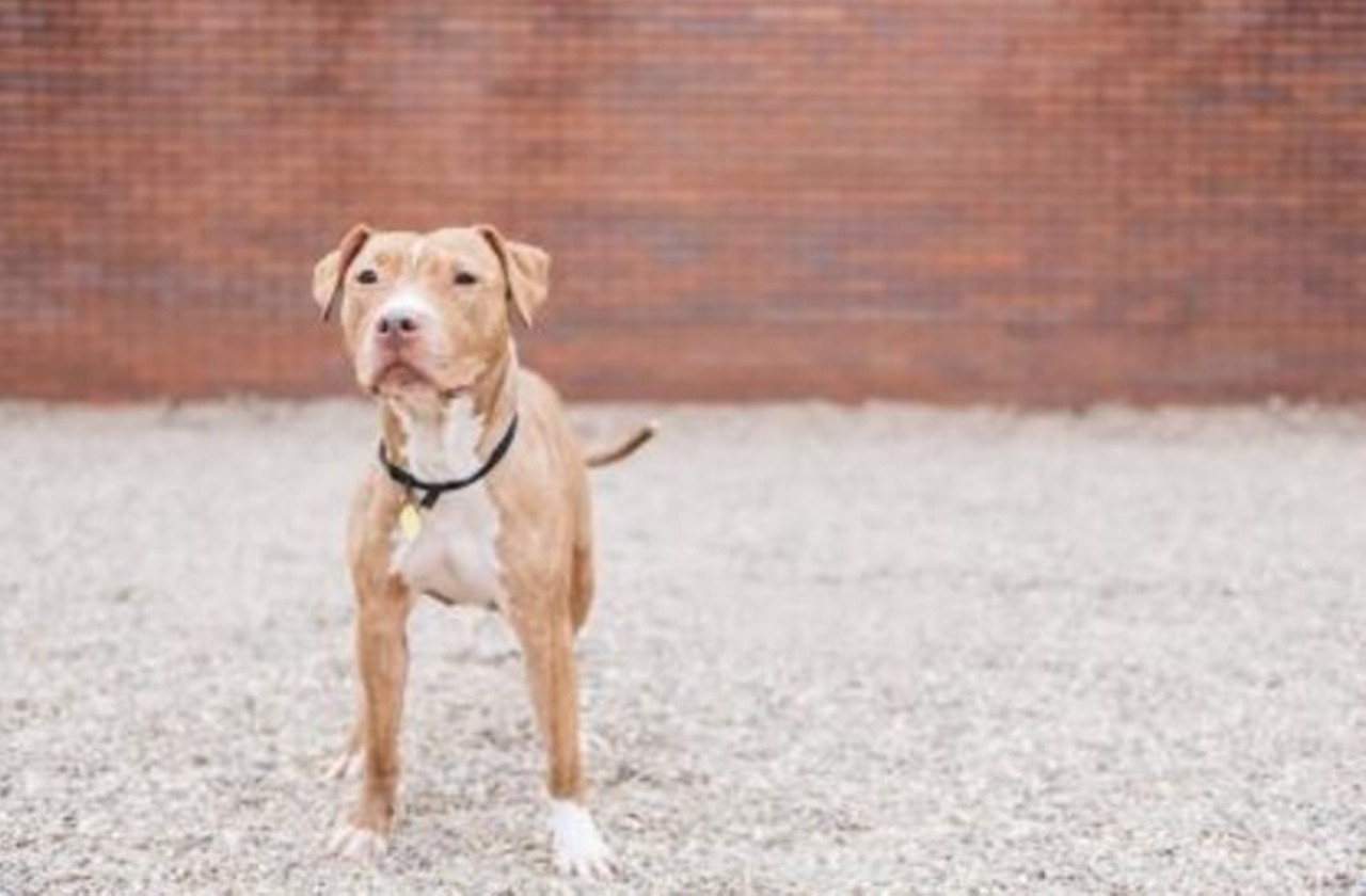  Sally
4-year-old, Terrier/American Pit Bull mix