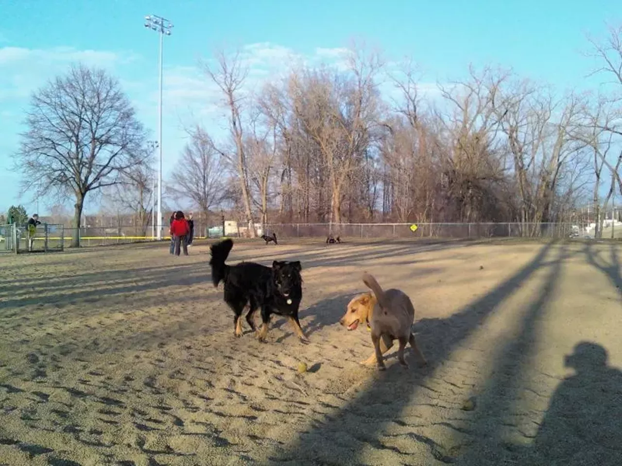 A Guide to Northeast Ohio's Best Dog Parks Cleveland Cleveland Scene