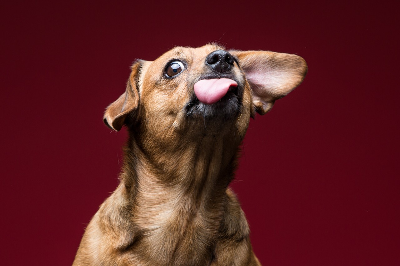 9 Cleveland Dogs Totally Loving Peanut Butter