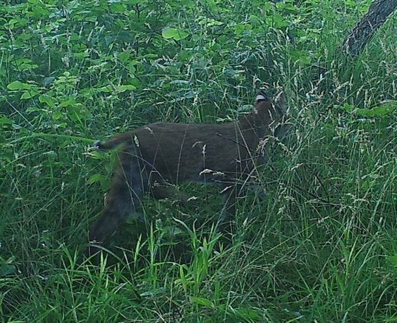 A Bobcat Was Spotted in the Cleveland Metroparks
November 
For the first time in more than 150 years, a bobcat was spotted in the Metroparks. According to the Ohio Division of Wildlife, it was the first spotting in Cuyahoga County since 1850. The bobcat was seen in a Summit County Metroparks area.