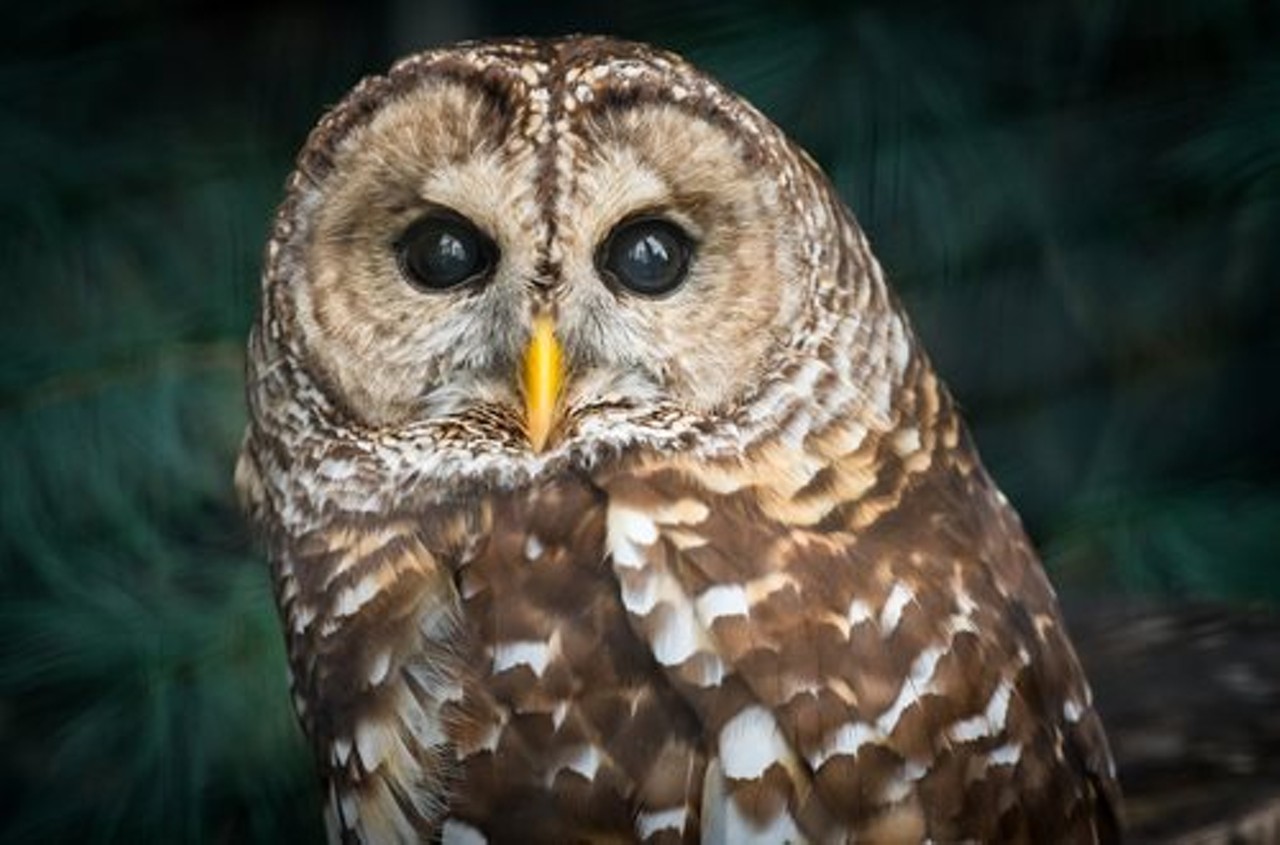"Home to live, native owls including eastern screech owls, barred owls, and great horned owls, the Owl Aviary at North Chagrin Nature Center cannot be missed. Here you can get an up close view of these beautiful birds of prey and their features that make give them their nighttime hunting prowess."