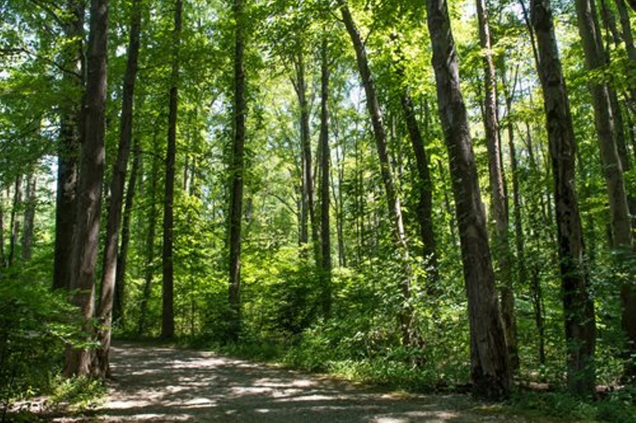 "Bradley Woods is located on a massive Berea sandstone formation which was once quarried at various sites throughout the reservation. Take the 1.3-mile Quarry Loop Trail for the best views of some of the old quarrying sites."