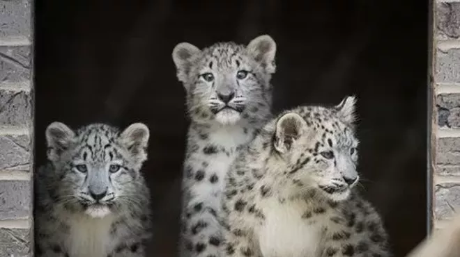 These cubs' potential names have been narrowed down to Goji, Omid, Bodhi, Zara and Nisha.